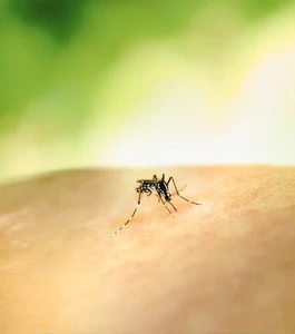 E-state insektenfrei