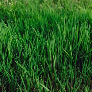 Biologische Aktivatoren offerte al miglior prezzo