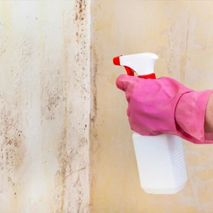 Insektizid und Mehltau offerte al miglior prezzo