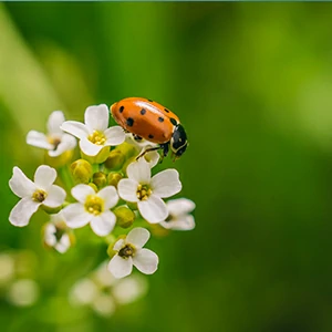Insektizid und Mehltau offerte al miglior prezzo