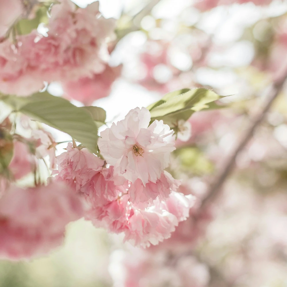 Packung mit 2 Dosen milder neutraler Handseife ProActive Soap 5 Liter